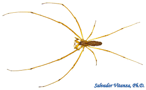 Image result for Arachniodes webbiana