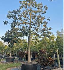 Image result for Brachychiton discolor