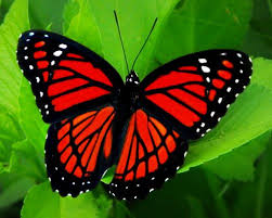 Black And White Striped Butterfly With Red Viceroy Butterfly Beautiful Butterflies Red Butterfly Butterfly Tattoo