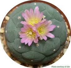 Image result for Monopsis decipiens