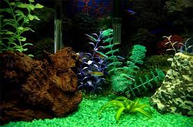 In this video i'll show you how to draw realistic fish aquarium drawing with water colors and 3d realistic fish drawings►material used▬▬▬▬▬▬▬colors: 50 Best Aquarium Backgrounds Free Premium Templates