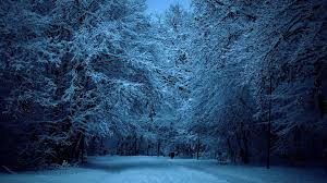 Home page top wallpapers girls landscapes abstract and graphics fantasy creativeanimals world seasons flowers city and architecture holidays carshouse and comfort food & drink movies android wallpapers. Winter Night Forest Wallpapers Top Free Winter Night Forest Backgrounds Wallpaperaccess