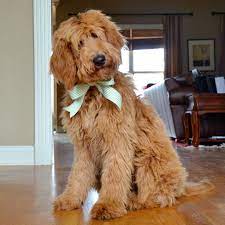 Our puppies are whelped and raised. St Patrick S Doodle Baby Dogs Goldendoodle Grooming Goldendoodle