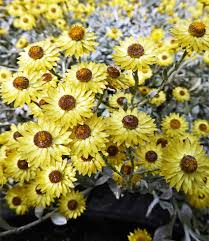 Image result for Helichrysum aureo-nitens