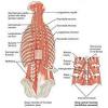 Learn about human anatomy muscles with free interactive flashcards. 1