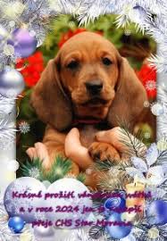 Bergie z Chejlavských lesů a Barcelona Star Moravia