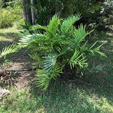 Image result for Tinnea zambesiaca