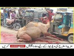 Download millions of videos online. Eid Ul Azha Qurbani 2019 Pakistan Camel Arasmi