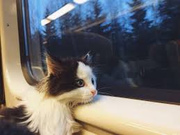 Cat On A Train Photo Drole Animaux Image Chat Drole Animaux Amusants
