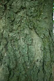 Sensitive to pests/diseases use and management. Ohio Buckeye