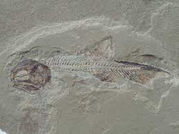 Phanerosteon mirabile, fòssil