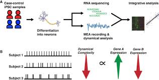 Commonly known as lie detector tests, polygraphs work by measuring physiological changes in the body, in this case respiration rate, pulse, blood polygraph evidence is generally not admissible in criminal court in the us and most of europe. Dynamical Electrical Complexity Is Reduced During Neuronal Differentiation In Autism Spectrum Disorder Sciencedirect