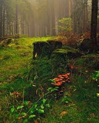 Take Me To The Forest Nature Forest Beautiful Nature