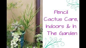 Its plant name is euphorbia tirucalli. Pencil Cactus Care Indoors Outdoors Joy Us Garden
