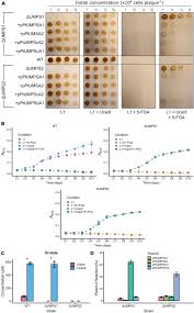 Delta is just extremely, highly contagious. Plasmid Based Complementation Of Large Deletions In Phaeodactylum Tricornutum Biosynthetic Genes Generated By Cas9 Editing Scientific Reports