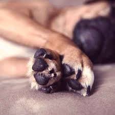 This video is for testing dogs who will not allow their ear or their lip to be used as a testing site. Hyperkeratosis In Dogs And Cats Petcarerx