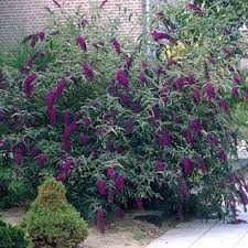 Our desert is cascading with purple flowering bushes. 77 Plants Shrubs For South Texas Ideas Plants Shrubs South Texas