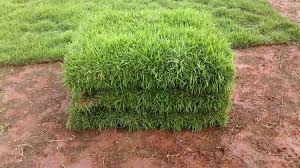 Ridho tukang taman:tukang taman murah menjual rumput seperti : Jual Rumput Hias Harga Murah Call Sms Wa 0812 4902 5398