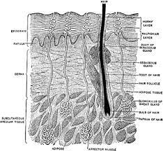 Real pictures of the digestive system human digestive system stock… continue reading →. Vertical Section Of The Skin Clipart Etc