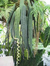 View Picture Of Anthurium Anthurium Wendlingeri At Dave S Garden All Pictures Are Contributed By Our Community Rainforest Plants Unusual Plants Plants