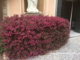 Piante rampicanti fiorite e sempreverdi. Piante Dai Fiori Rosa Per Siepe Jpg La Finestra Di Stefania