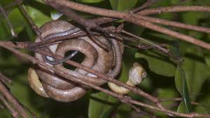 Their predators range from insects to other small and large animals. Hungry Snakes Trap Guam In Spidery Web Npr