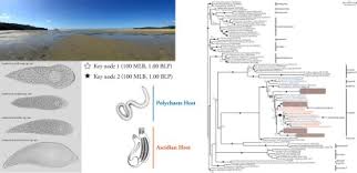 Image result for Lankesteria