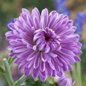 Terranova Family Obituaries