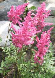 Make sure that your pets don't eat them because they this plant is resistant to deer and rabbits. Midwest Gardening Best Performing Perennials