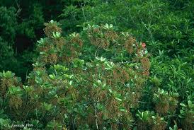 Image result for Myrsinaceae