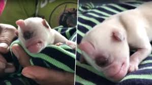 Baby puppy ff di game garena free fire indonesia guild yang sedang viral di youtube beranggotakan tika, devi dan tasya dari bandung. Mutant Puppy Born With One Eye Fondly Called Real Life Cyclops After Pics And Videos Go Viral Watch Video Latestly