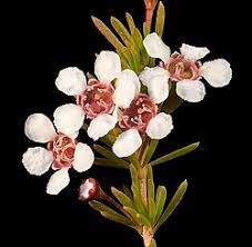 Image result for Asterochaete