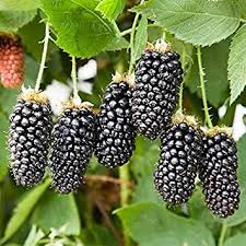 The plants produce new canes each year, with fruit produced during the second year before the die. National Gardens Blackberry Fruit Seeds Multicolour Pack Of 10 Amazon In Garden Outdoors