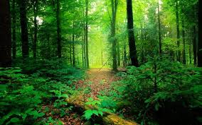 Image result for eco tourism in india