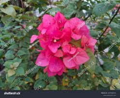Image result for Nyctaginaceae