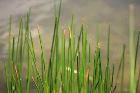 Image result for Eleocharis acutangula