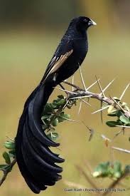 Black And White Bird With Long Tail South Africa Jackson S Widowbird Beautiful Birds Pet Birds Wild Birds