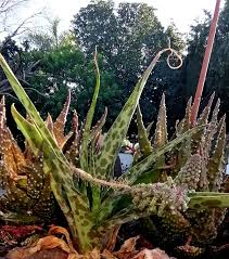 Image result for Ledebouria revoluta