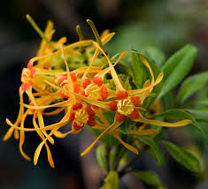 Image result for Strophanthus