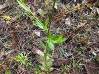 Image result for Polygala dewevrei