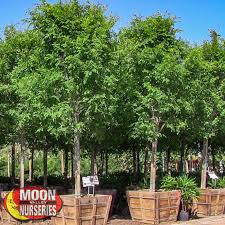 We did not find results for: Moon Valley Nurseries Growest Nursery Indian Laurel Columns Evergreen Trees Landscape Architect