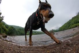 Doberman Kaiser Evcil Hayvanlar Hayvanlar