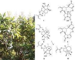 Image result for Solanecio mannii