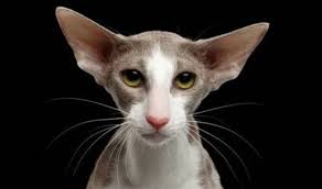 kedi turleri cinsleri ve irklari ilgi duyulan 50 kedi ozelligi