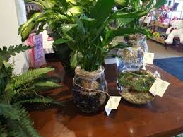 Planted betta vase nano aquascape timelapse. Betta Vase Lowe S Garden Center