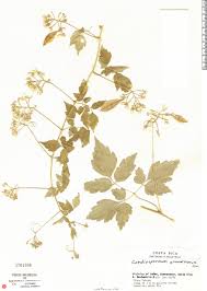 Image result for Cardiospermum grandiflorum