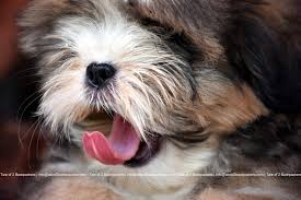 Any dog of any age can end up in a shelter. Galiff Street Pet Market Kolkata Tale Of 2 Backpackers