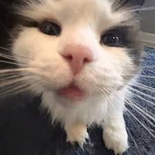 Max👍 (alt) (@max.alt12)