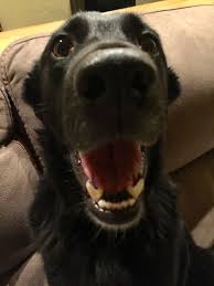 Try to search more transparent images related to happy face png |. Happy Dog Face Blank Template Imgflip