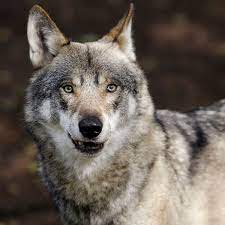 It was republished in 2002 by harperperennial with a new introduction. The Mystery Of Denmark S Vanishing Wolf Pack Are Hunters To Blame Wildlife The Guardian